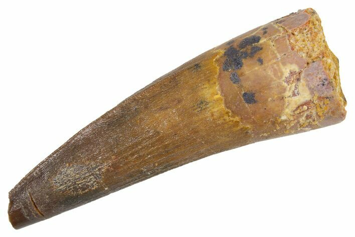 Bargain, Fossil Spinosaurus Tooth - Real Dinosaur Tooth #305660